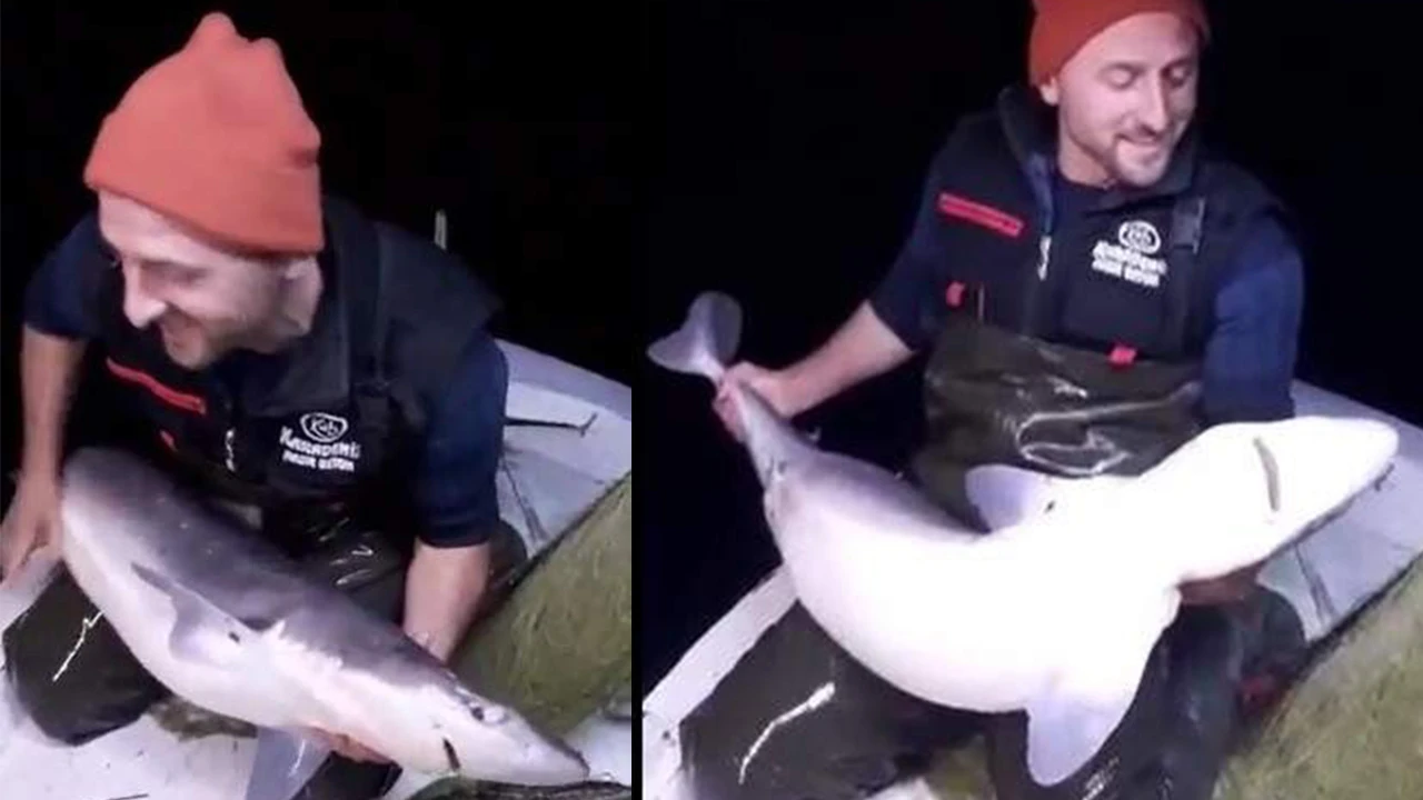 Karadeniz'de balıkçıların tezini çürüten araştırma: Yunus ve köpek balıkları avcılığı etkilemiyor